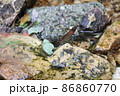 愛知県新城市の宇連川の支流に生息するミヤマカワトンボ 86860770