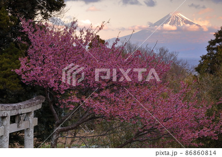 静岡県伊豆市小下田　下り宮の下村三島神社鳥居に咲く早咲きの土肥桜と朝焼けに染まる富士山 86860814