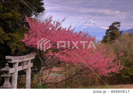 静岡県伊豆市小下田　下り宮の下村三島神社鳥居に咲く早咲きの土肥桜と朝焼けに染まる富士山 86860817