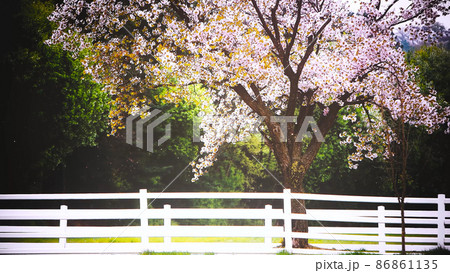 春 桜 風 86861135