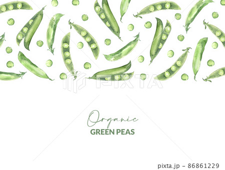 Watercolor pea pods. Illustrated organic food. Packaging design for menu, receipt, label and products. Watercolor pea pods. Illustrated organic food. Packaging design for menu, receipt, label and products. 86861229