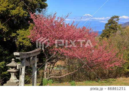 静岡県伊豆市小下田 下り宮の下村三島神社鳥居に咲く早咲きの土肥桜と世界遺産の富士山 静岡県伊豆市小下田 下り宮の下村三島神社鳥居に咲く早咲きの土肥桜と世界遺産の富士山 86861251