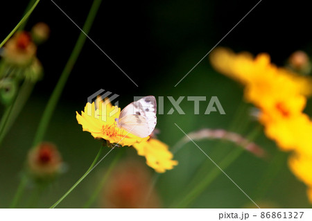 春 花 蝶 86861327