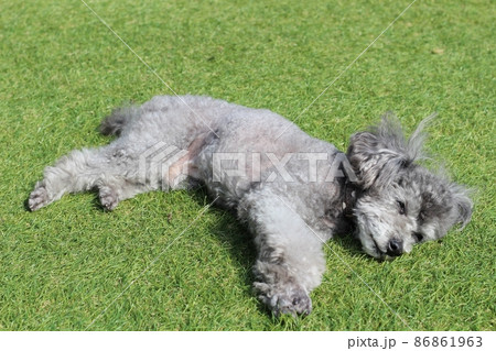 芝の上で横になり眠ってしまいそうな表情のトイプードル 86861963