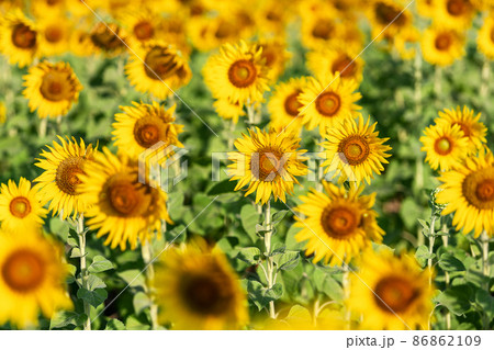 sunflower yellow and orange colorful in blossom season of sunflower during summer in country farm, field for organic seed crop and harvest from sunflower oil agriculture sunflower yellow and orange colorful in blossom season of sunflower during summer in country farm, field for organic seed crop and harvest from sunflower oil agriculture 86862109