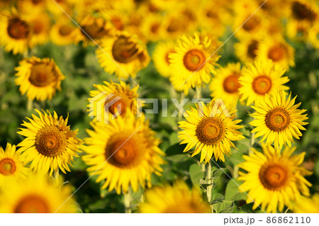 sunflower yellow and orange colorful in blossom season of sunflower during summer in country farm, field for organic seed crop and harvest from sunflower oil agriculture sunflower yellow and orange colorful in blossom season of sunflower during summer in country farm, field for organic seed crop and harvest from sunflower oil agriculture 86862110