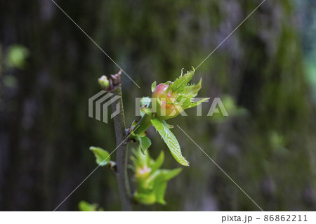 Fresh green spring leaves of an american chestnut tree, selective focus - Castanea dentata 86862211