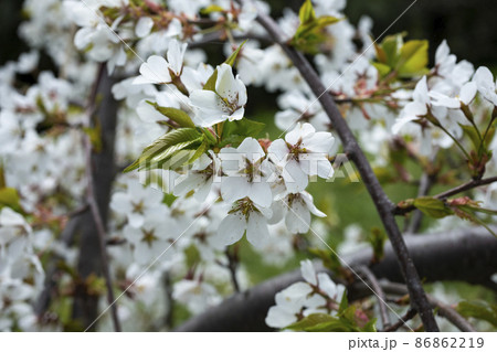 Springtime, White cherry blossoms, spring flower background, close-up 86862219