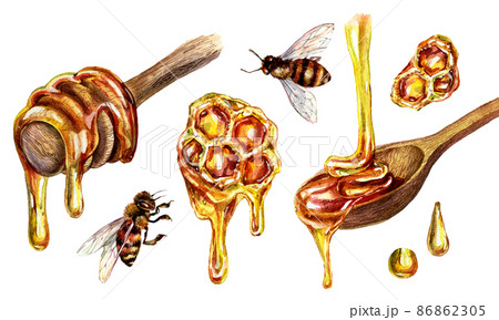 Watercolor Illustration of Honey Dipper with Golden Honey Pouring into Wooden Spoon Isolated on White. 86862305