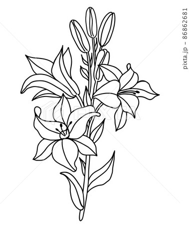 Black Outline Of Lily Flowers Branch Bouquet のイラスト素材