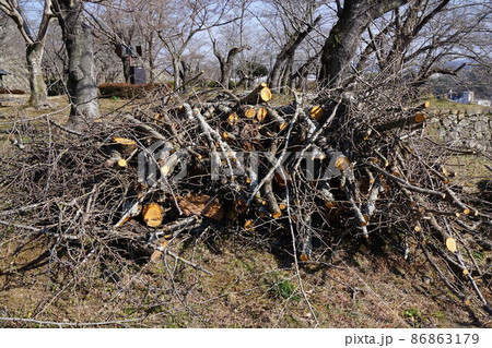 樹木伐採後の集積状況（公園管理） 86863179