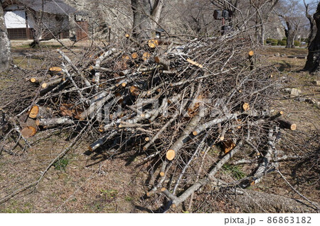 樹木伐採後の集積状況（公園管理） 86863182
