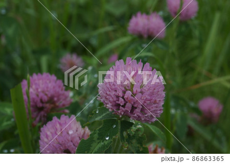 アカツメクサ 86863365