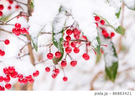 冬のイメージ 赤い南天の実のある雪景色 86863421
