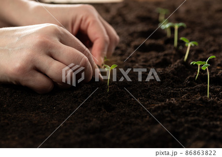 The hand of the farmer is holding a seedling for transplanting into fertile soil for organic farming and symbols for a new start in growing something. Planting seedlings of green plants in open ground 86863822
