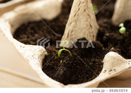 Small plats growing in carton chicken egg box in black soil. Break off the biodegradable paper cup and plant in soil outdoors. Reuse concept 86863854
