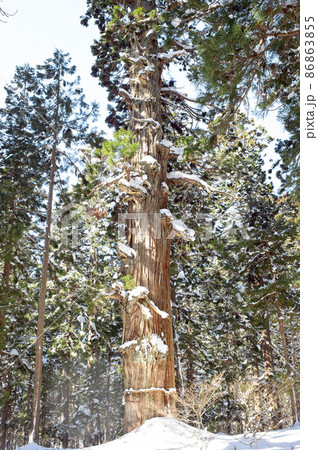 五重塔側から見る爺杉　冬の羽黒山 86863855