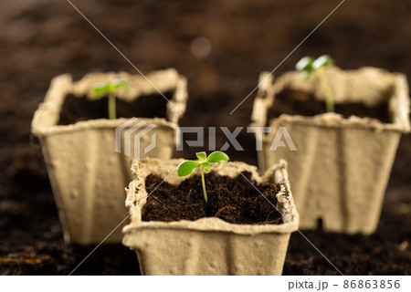 A small green sprout in a peat pot against the background of the earth, planting plants in the spring in open ground. Eco care concept, germinating seeds in peat pots 86863856