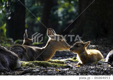 奈良公園のシカ 86864053
