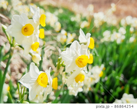 春を告げる花 ニホンスイセン 86864254