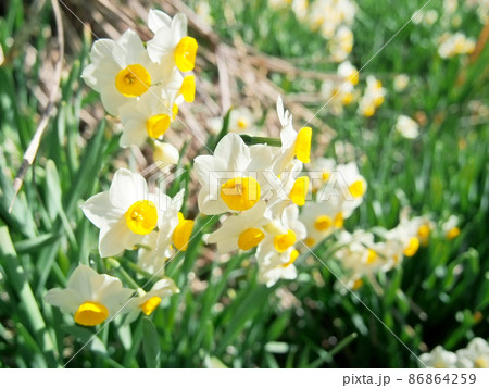 春を告げる花 ニホンスイセン 86864259