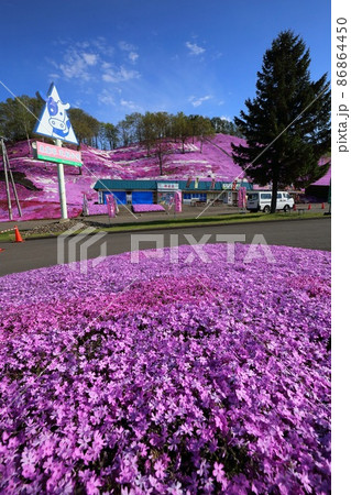 北海道　大空町　ひがしもこと芝桜公園 86864450