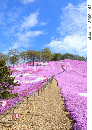 北海道　大空町　ひがしもこと芝桜公園 86864467