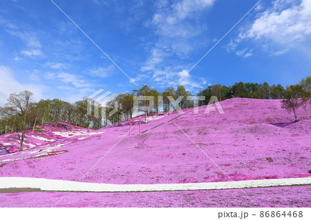 北海道 大空町 ひがしもこと芝桜公園 北海道 大空町 ひがしもこと芝桜公園 86864468