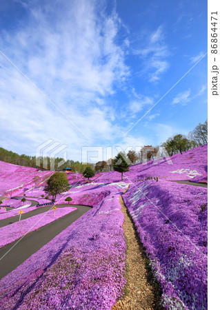 北海道　大空町　ひがしもこと芝桜公園 86864471