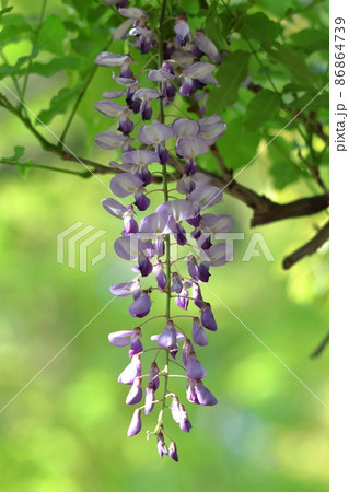 女性らしい花 86864739