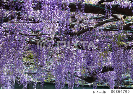 女性らしい花 86864799