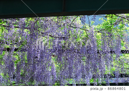 女性らしい花 女性らしい花 86864801