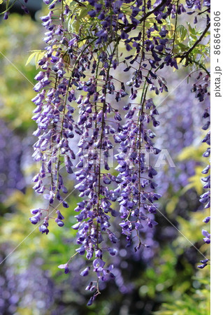 女性らしい花 86864806