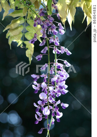 女性らしい花 86864881