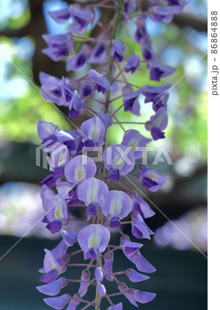 女性らしい花 86864888