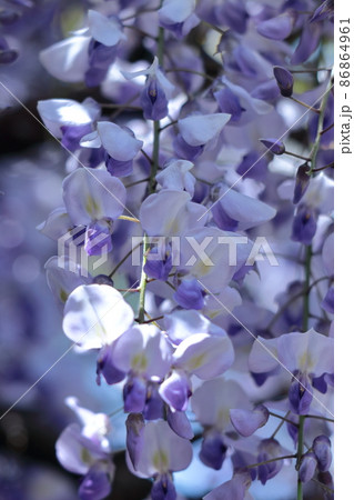 女性らしい花 86864961