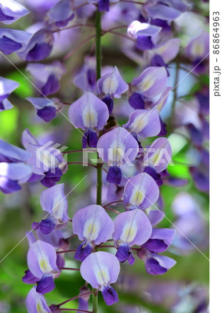 女性らしい花 女性らしい花 86864963