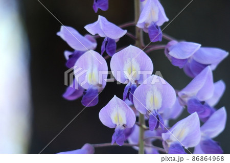 女性らしい花 女性らしい花 86864968