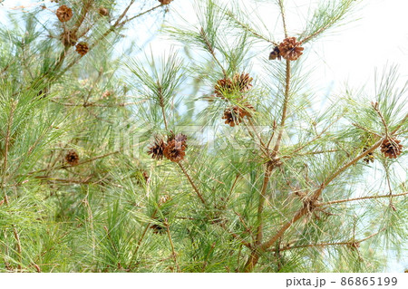 赤松の松ぼっくり 86865199