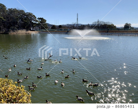 三田ヶ入池の鴨と噴水　［南公園/愛知県岡崎市］ 86865431