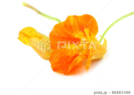 Nasturtion flowers 86865496