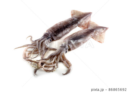 Two squids Two squids 86865692