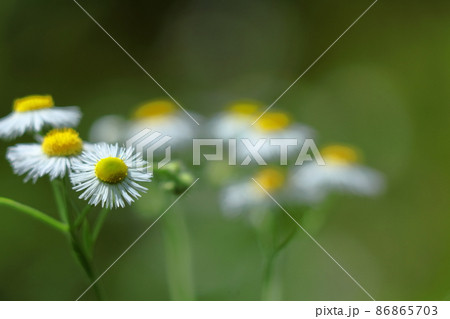 道端に咲く 86865703