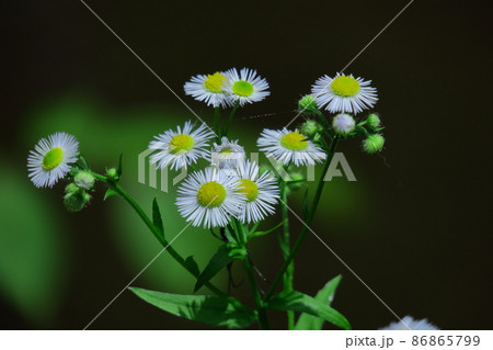 道端に咲く 道端に咲く 86865799