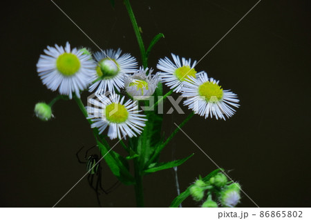 道端に咲く 86865802