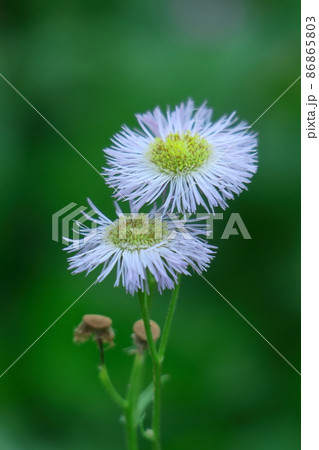 道端に咲く 86865803