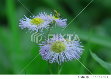 道端に咲く 86865804