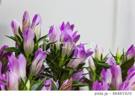 花の命は短く、一期一会の出会いだ 花の命は短く、一期一会の出会いだ 86865920