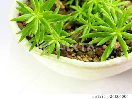 Succulent plant stonecrop, fresh leaves detail of sedum Angelina 86866006