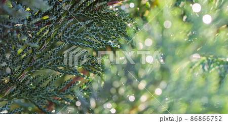 Closeup Blue leaves of evergreen coniferous tree Lawson Cypress or Chamaecyparis lawsoniana after the rain. Extreme bokeh with light reflection. Macro photography, selective focus, blurred nature 86866752